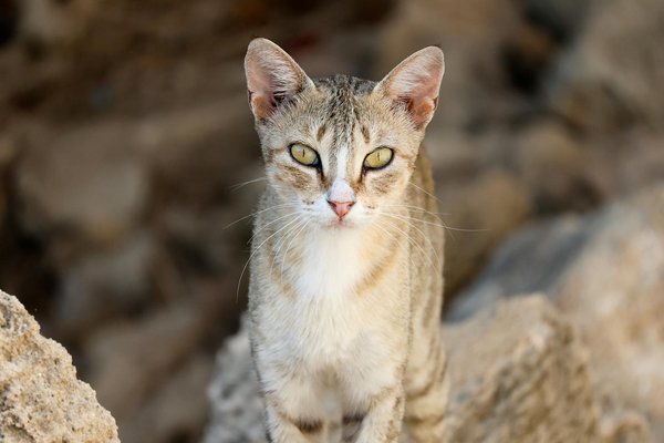 Wie kann man mit minimalistischem Stil modisch bleiben?